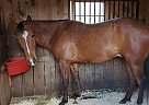 HOLLYWOOD - Gelding in scotrun, PA HOLLYWOOD - Gelding in scotrun, PA