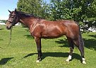 Dutch Warmblood - Horse for Sale in Clarence creek, ON K0a2a0