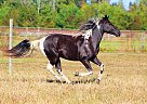 Spotted Saddle - Horse for Sale in Smithfield, VA 23851