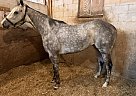 Thoroughbred - Horse for Sale in Lonedell, MO 63060