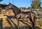 Friesian - Horse for Sale in Ramona, CA 92065