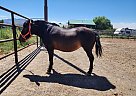 Mustang - Horse for Sale in Eagle Mountain, UT 84005
