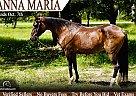 Morgan - Horse for Sale in Bronson, FL 32621