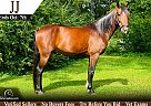 Racking - Horse for Sale in Tompkinsville, KY 42167