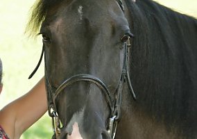 Beautiful Grulla Mare Quarter Horse Mare