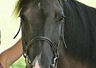 Beautiful Grulla Mare Quarter Horse Mare
