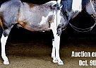 Quarter Horse - Horse for Sale in Greenville, KY 40501 Quarter Horse - Horse for Sale in Greenville, KY 40501
