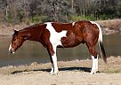 American Warmblood - Horse for Sale in Frederick,CO, OK 80530