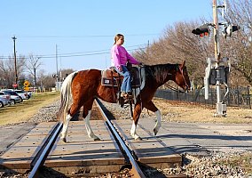 Warmblood