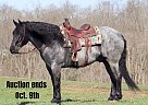 Friesian - Horse for Sale in Brooksville, KY 40501