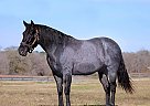 Quarter Horse - Horse for Sale in Mount Hermon, CA 95018