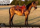 Morgan - Horse for Sale in , OK 73078