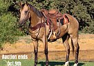 Quarter Horse - Horse for Sale in Cleburne, TX 40501 Quarter Horse - Horse for Sale in Cleburne, TX 40501