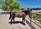Mustang - Horse for Sale in Eagle Mountain, UT 84005
