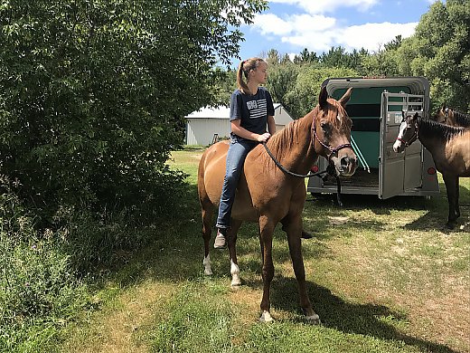 Chestnut Arabian Gelding