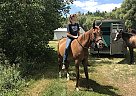 Arabian - Horse for Sale in Park Rapids, MN 56470 Arabian - Horse for Sale in Park Rapids, MN 56470