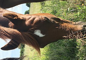 Arabian (Arabian, Gelding) in Park Rapids, MN