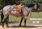 Quarter Horse - Horse for Sale in Rusk, TX 40501