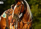 Gypsy Vanner - Horse for Sale in Lewistown, IL 40501 Gypsy Vanner - Horse for Sale in Lewistown, IL 40501