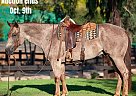 Quarter Horse - Horse for Sale in Murietta, CA 40501 Quarter Horse - Horse for Sale in Murietta, CA 40501