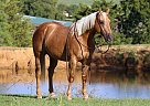 Quarter Horse - Horse for Sale in Cleburne, TX 40501 Quarter Horse - Horse for Sale in Cleburne, TX 40501