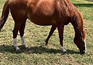 Thoroughbred - Horse for Sale in , OK 74070
