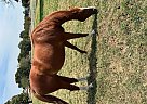 Thoroughbred - Horse for Sale in , OK 74070