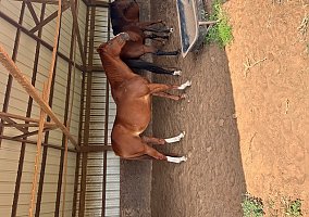 Thoroughbred