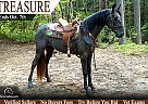 Tennessee Walking - Horse for Sale in Princeton, WV 24739