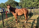 Hank - Gelding in Paradise, TX Hank - Gelding in Paradise, TX