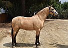Andalusian - Horse for Sale in Sylmar, CA 91342