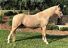 Maddox - Gelding in Georgetown, TN Maddox - Gelding in Georgetown, TN