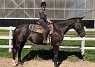 Standardbred - Horse for Sale in Eden Valley, ON L0L 2K0 Standardbred - Horse for Sale in Eden Valley, ON L0L 2K0