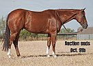 Quarter Horse - Horse for Sale in Weatherford, TX 40501 Quarter Horse - Horse for Sale in Weatherford, TX 40501
