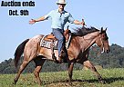 Quarter Horse - Horse for Sale in Brodhead, KY 40501 Quarter Horse - Horse for Sale in Brodhead, KY 40501