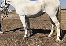 Crossbred Pony - Horse for Sale in Winton, CA 95388 Crossbred Pony - Horse for Sale in Winton, CA 95388