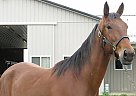 Standardbred - Horse for Sale in Millstone, NJ Standardbred - Horse for Sale in Millstone, NJ