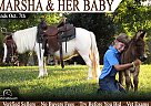 Pony - Horse for Sale in Munfordville, KY 42765