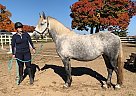 Draft - Horse for Sale in Eden Valley, ON L0L 2K0 Draft - Horse for Sale in Eden Valley, ON L0L 2K0