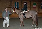 Thoroughbred - Horse for Sale in Lafayette, NJ 