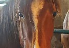 Quarter Horse Mare for Sale in Cascade, Wisconsin Quarter Horse Mare for Sale in Cascade, Wisconsin