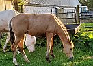 Quarter Horse Stallion for Sale in Cascade, Wisconsin Quarter Horse Stallion for Sale in Cascade, Wisconsin