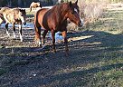 Quarter Horse Mare for Sale in Colville, Washington Quarter Horse Mare for Sale in Colville, Washington