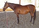 Talnted TB Jumper Thoroughbred Gelding