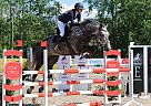 Frosty - Gelding in Tallinn, Frosty - Gelding in Tallinn,