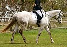 Start Working on Your 2017 Compe... Thoroughbred Mare
