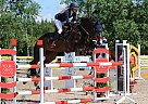 Larosch - Gelding in Tallinn, Larosch - Gelding in Tallinn,