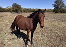 Annie - Mare in Weatherford, TX Annie - Mare in Weatherford, TX