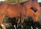 Draft - Horse for Sale in Heyworth, IL 61745