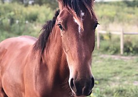 Draft (Percheron, Belgian, Clydesdale, Shire) (Draft (Percheron, Belgian, Clydesdale, Shire), Mare) in Heyworth, IL